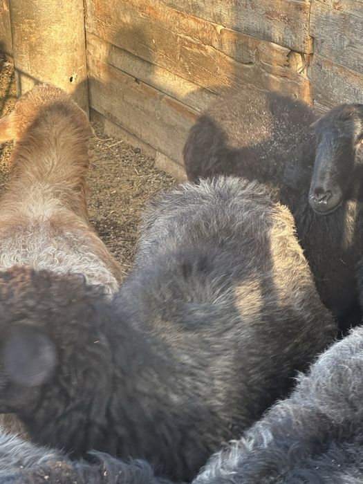 срочно қой тоқты сатылады семіз