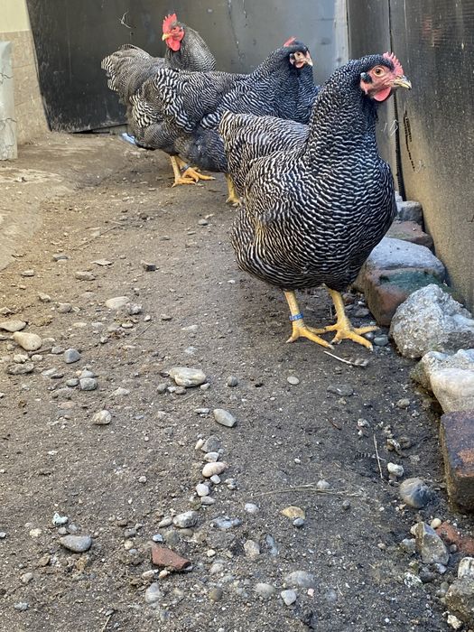 Oua incubat Plymouth Rock Barat