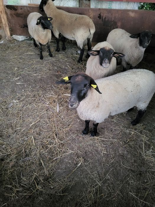 De vanzare oi suffolk