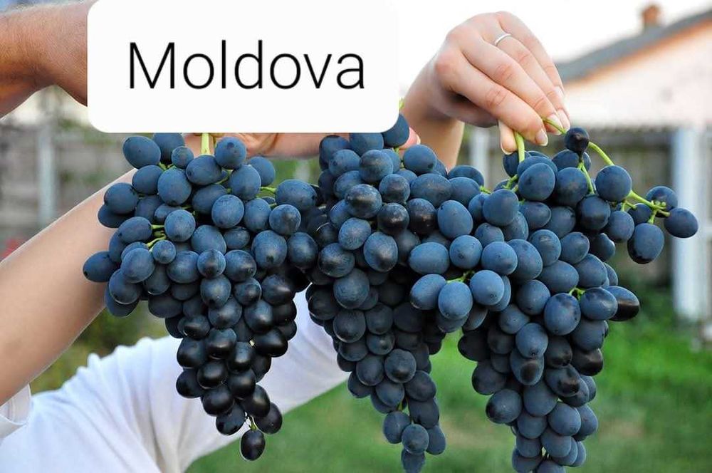 Butași de vită de vie de anul 2 și de anul 3