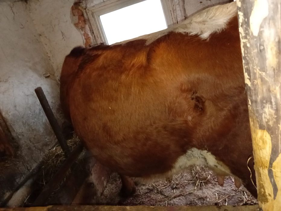 Vând vacă pentru abator