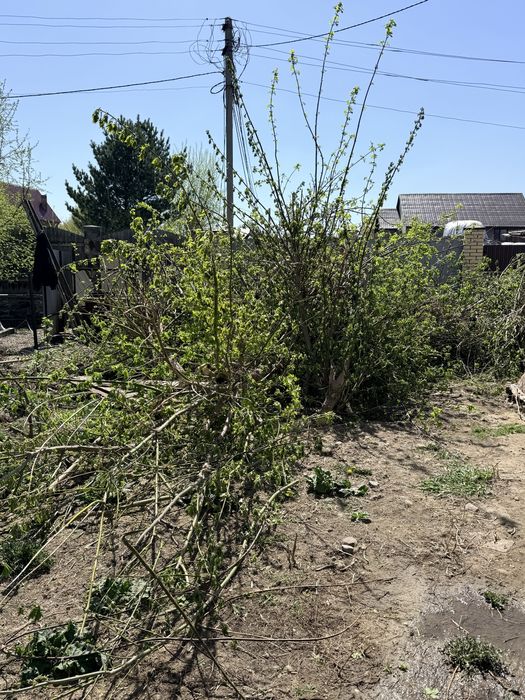 Клен на дрова срубленный