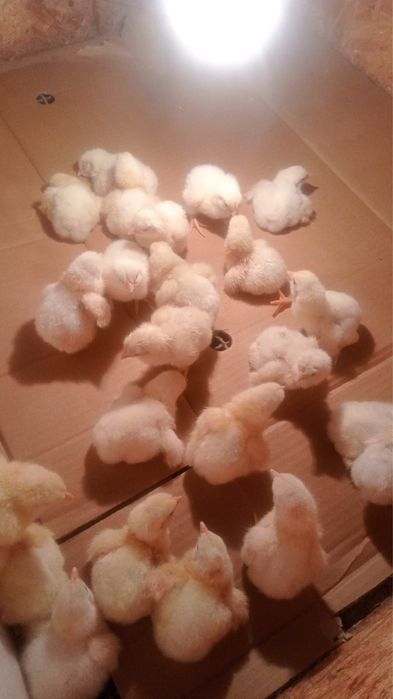 Цыплята бройлер домашние