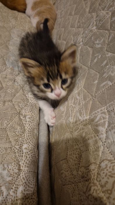 Подарявам  шепичка любов-5 малки, сладки котенца