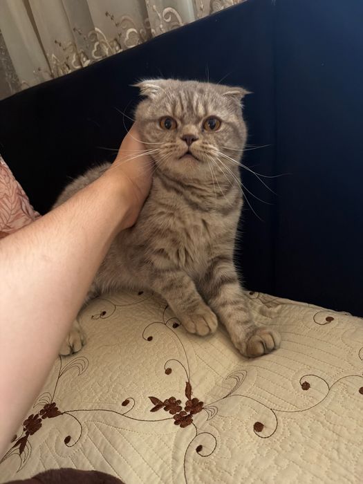 Scottish Fold 100% sog’lom