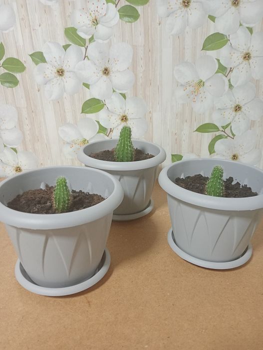 Продам кактусы в горшочках