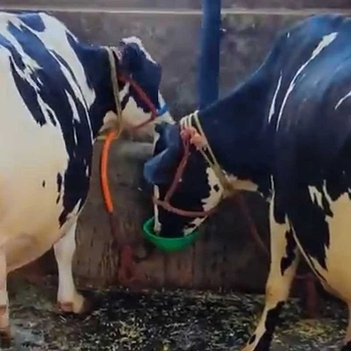 Автоматическая кормушка для домашнего скота из нержавеющей стали