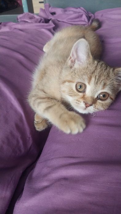 Продам котенка девочку