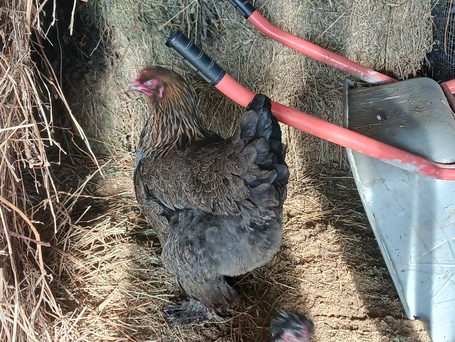 Gaini și cocoși de vanzare