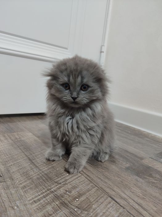 Mushuk bolasi sotiladi 2ta qoldi