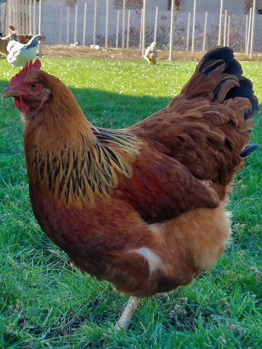 Ouă de incubat, pui de o zi,  păsări de rasă