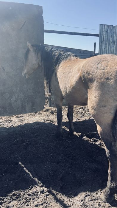 Продаются три жеребца