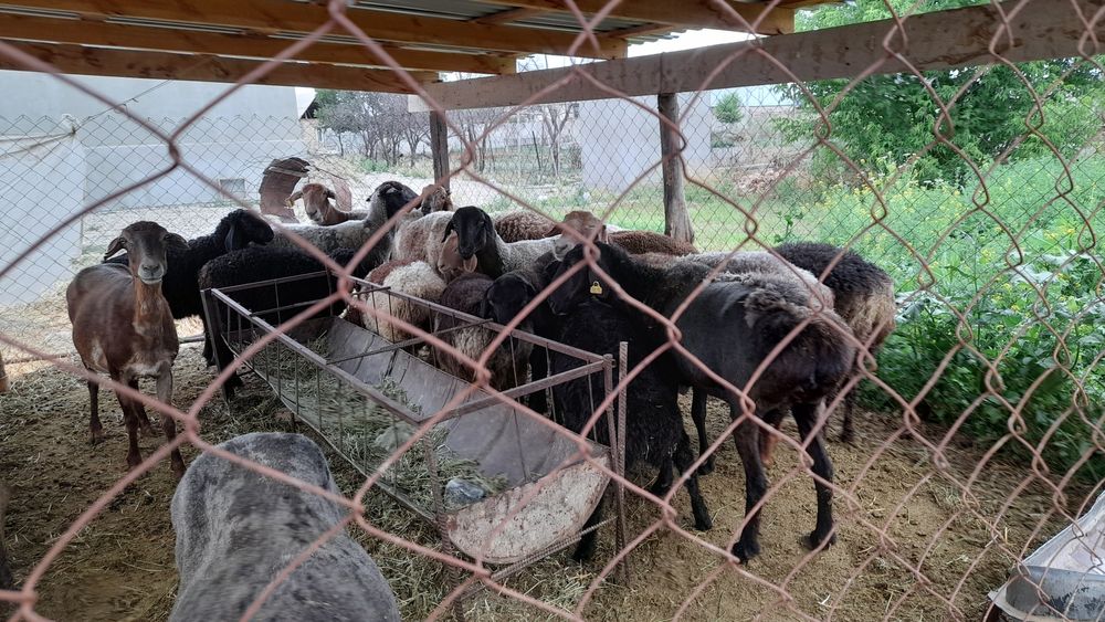 Семіз қой,қозы,тоқты