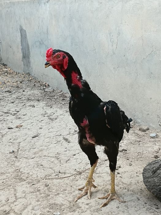 Дакан хороз 9 ойлик