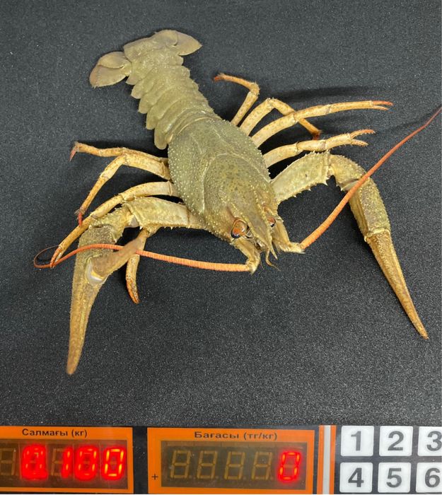 Живые раки, в наличии