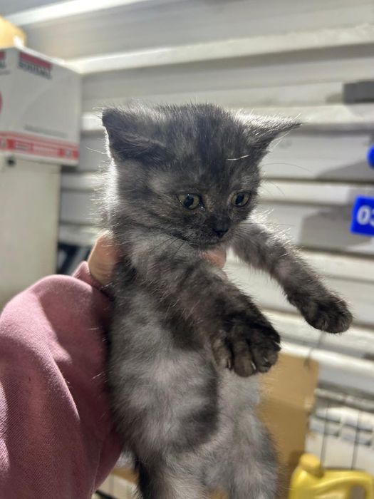 Отдам красивого котёнка