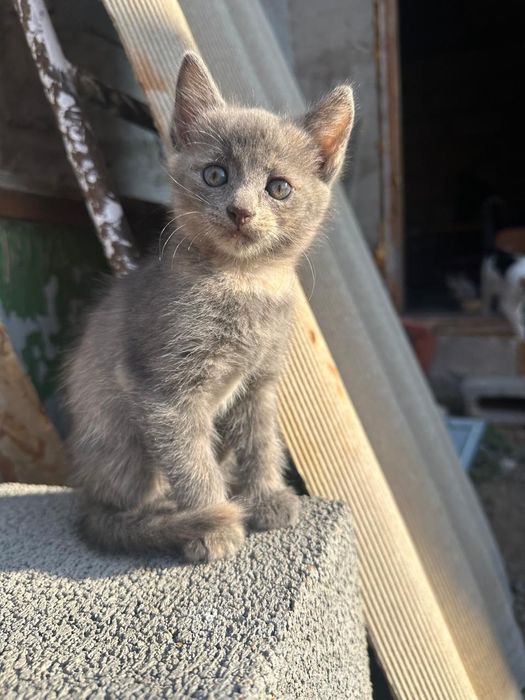 Отдам котят в хорошие руки