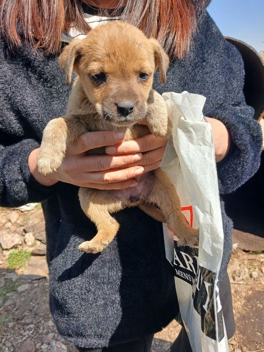 Кучуглар бепулга берилади фаргонада мухайода бокедигон одамга