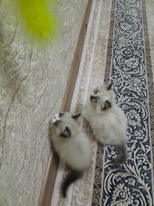 Катенок два месяц