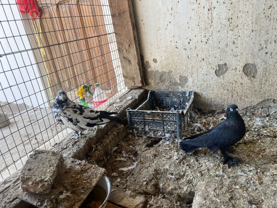 Срочно продам голубей