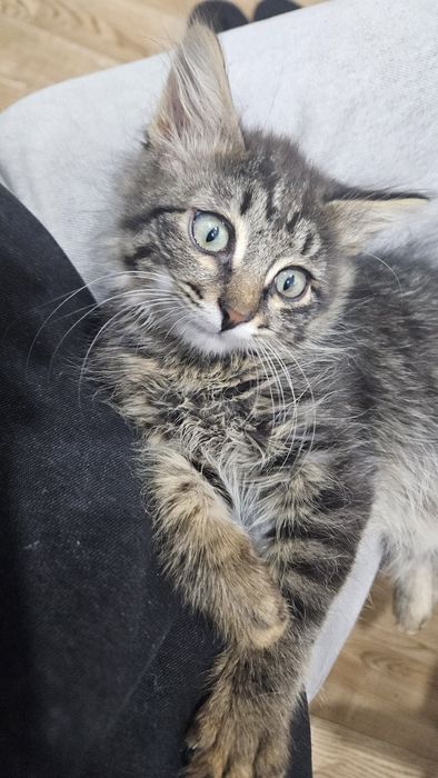 Котенок - мальчик в хорошие руки