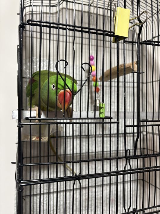 Papagal Marele Alexandru