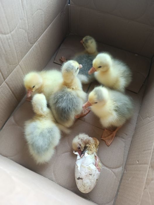 Продам гусят суточные