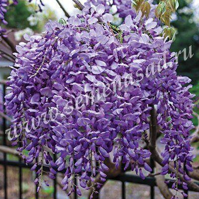 Саженцы из России