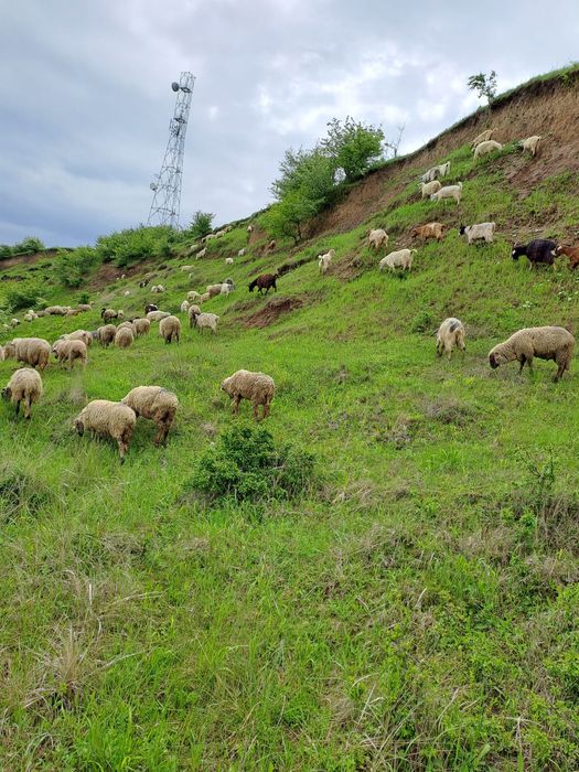 De vânzare Oi și Capre