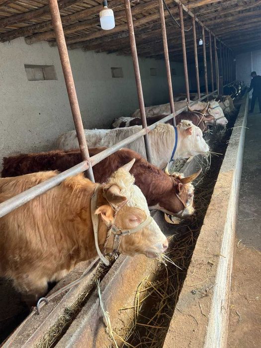 Ферма сотилади! Тошкент туманида (ориентир Сарке махалла)