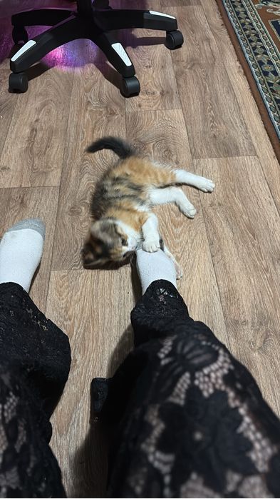 Отдам даром кошечку