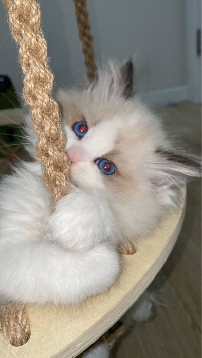 Regdoll Рэгдолл!!!