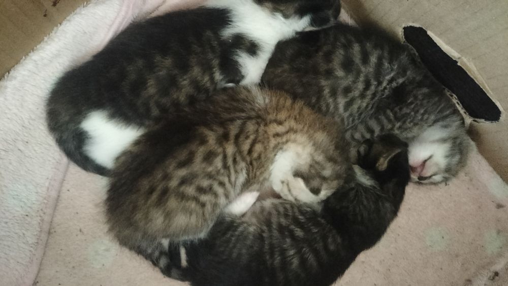 Бенгальские котята