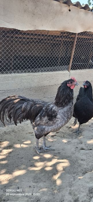 Cocoși australorp 2026 vaccinați.și inelați
