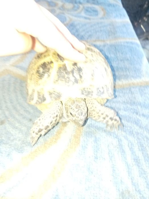 Продаётся черепаха