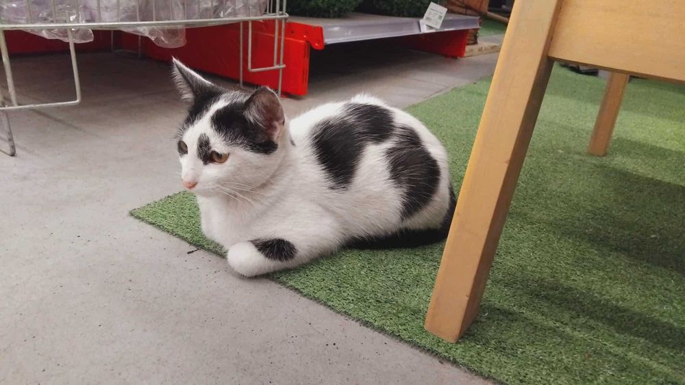 Коте Вегас търси дом