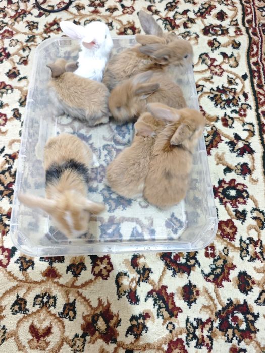 Quyon sotiladi baran