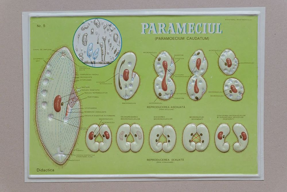 Lot 8 Planșe Didactice Relief - Colecție "Didactica" anii '70-80