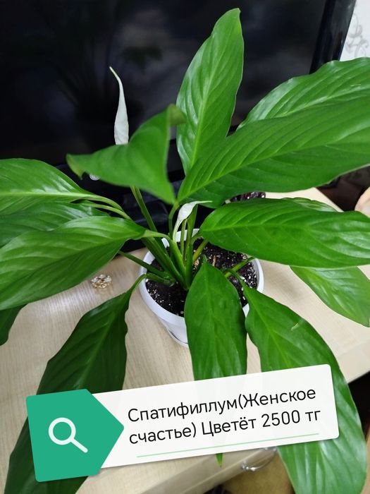 Продам комнатные цветы от 2500 тг