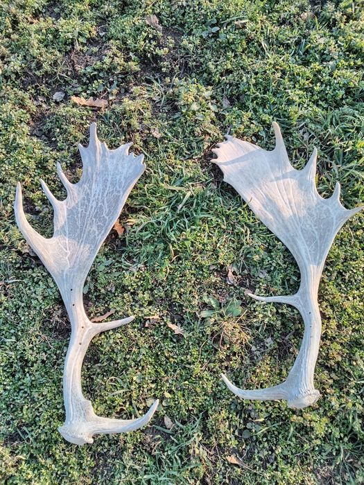 Стари рогa от  елен лопатар,лос и карибу.Трофей.