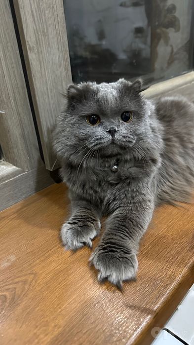 Котик для вязки  Предлагаем красивого и здорового котика для вязки
