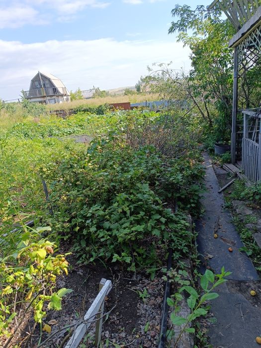 Дача в обществе природа.