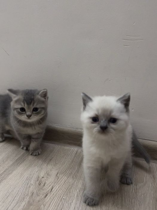 Британские котята