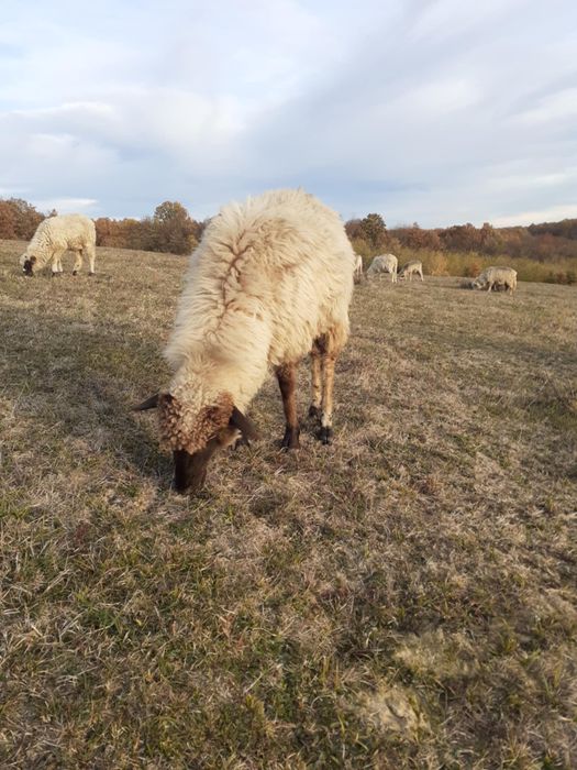 De vânzare 6 miei berbecuți și 4 oi