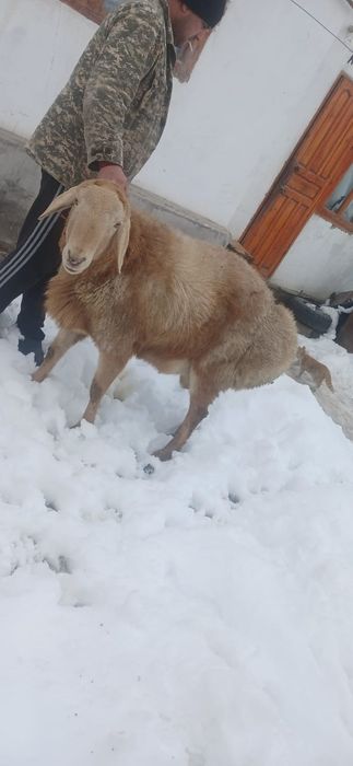 Продам кочкара..