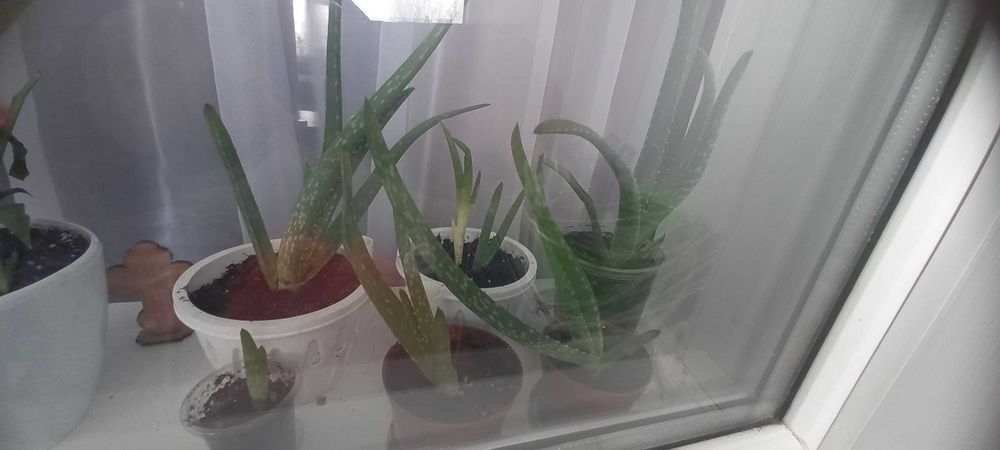 Продам  комнатные цветы