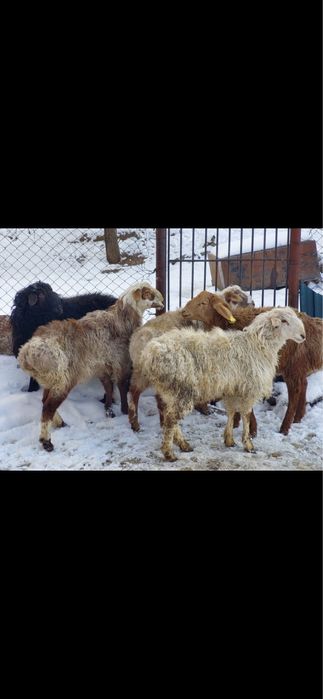 Кой бар! Сойып беремыз! Адрес Куртаев!