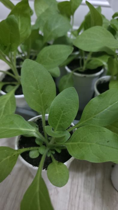 Продам ампельную петунью.