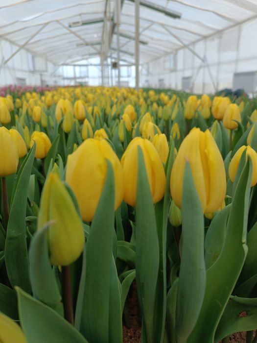 Тюльпаны к 8 марта