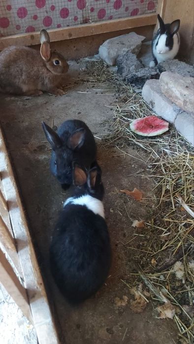 Quyonla sotladi xamasi 3 Katta 3 maydasi